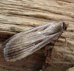 Tathorhynchus exsiccata Tathorhynchus exsiccata